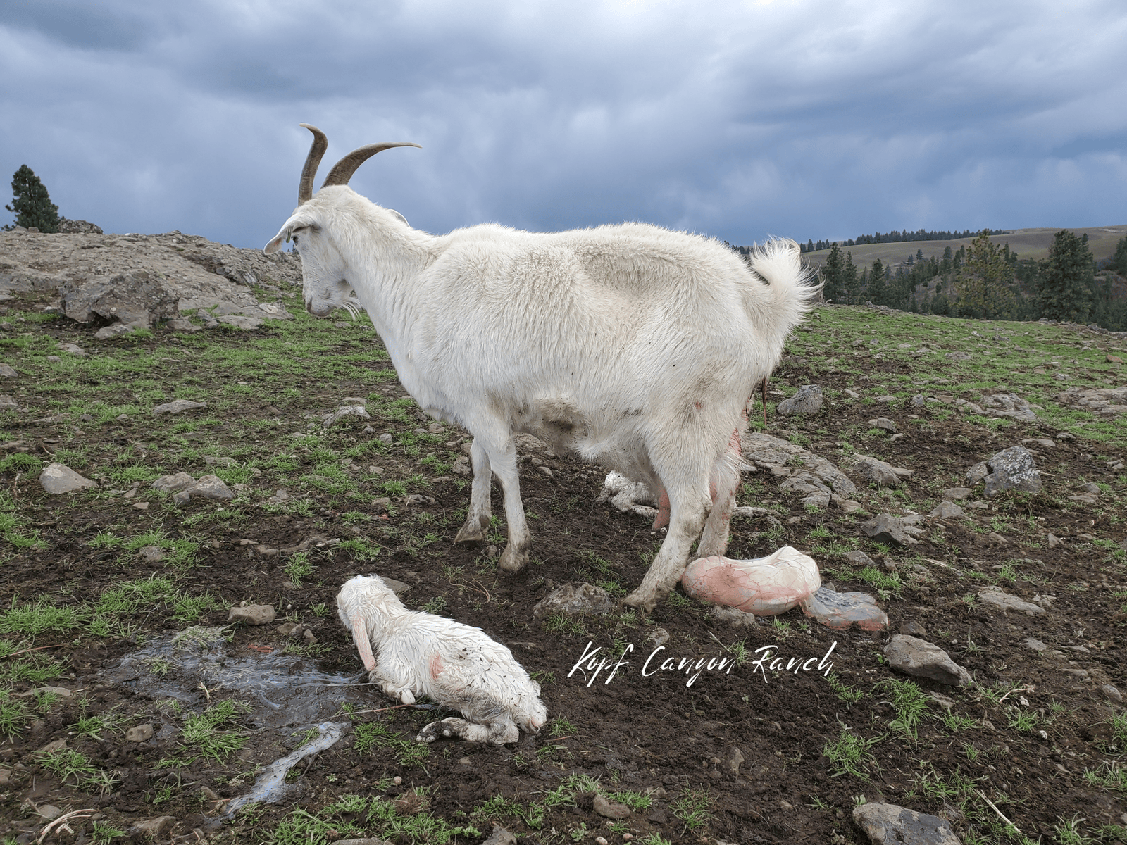 Witnessing an En Caul Birth